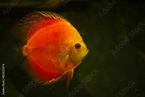 orange discus fish in aquarium