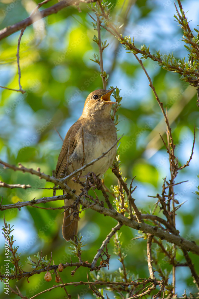 Male Common nightingale (Luscinia megarhynchos) Male Common nightingale (Luscinia megarhynchos)