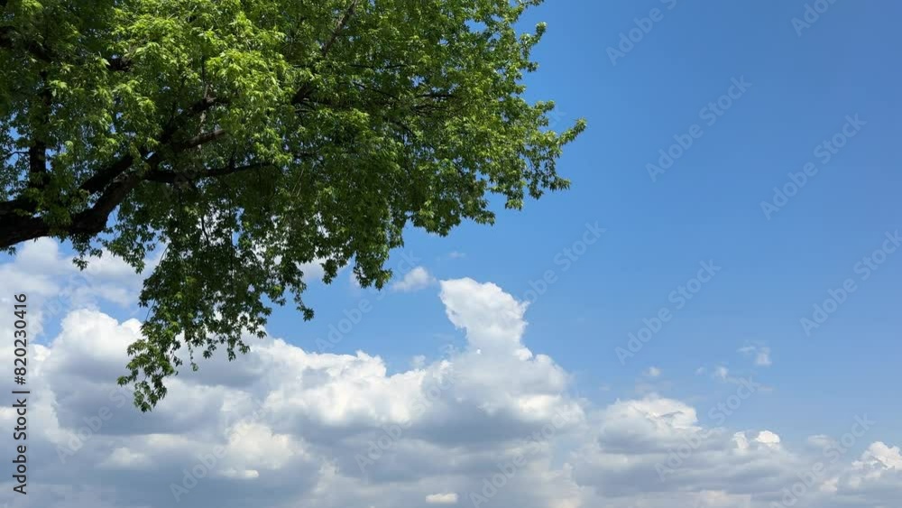 Tree and sky. Tree and sky.