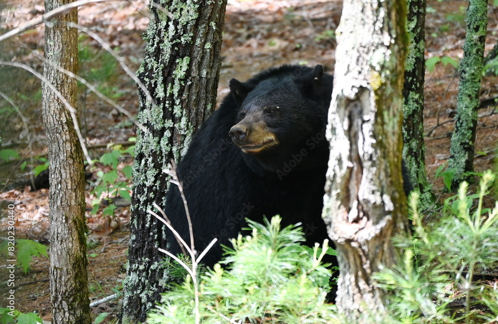Obraz premium Black Bear in the Trees