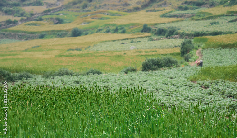 Juicy fresh ears of young green wheat in a spring field. Ripening ears of wheat field. Agricultural activity in a rural region. Juicy fresh ears of young green wheat in a spring field. Ripening ears of wheat field. Agricultural activity in a rural region.