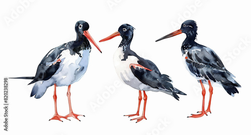 watercolour painting of oyster catcher set collection isolated on white background