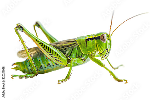 Portrait of a grasshopper