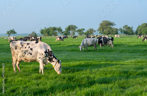black and white spotted cows in green meadow at sunrise in the netherlands © ahavelaar