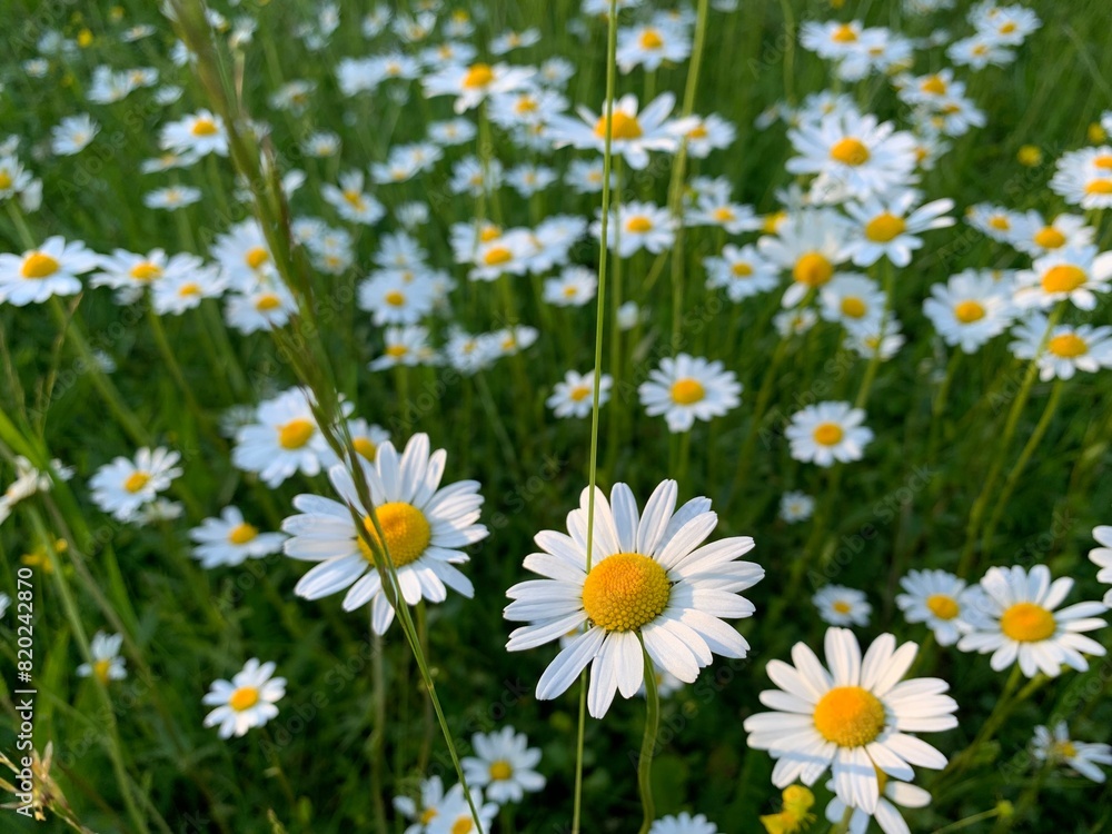 Fototapeta premium field of daisies