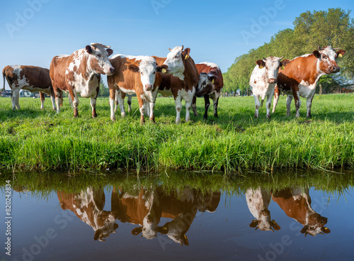 red and white horned cows in green grassy meadow and reflection in water of canal in holland under blue sky in spring © ahavelaar