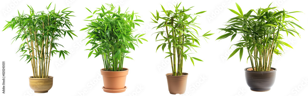 golden bamboo houseplant pot, indoor tree pot plant clipart with shadow collection set, PNG without background
golden bamboo houseplant pot, indoor tree pot plant clipart with shadow collection set, PNG without background