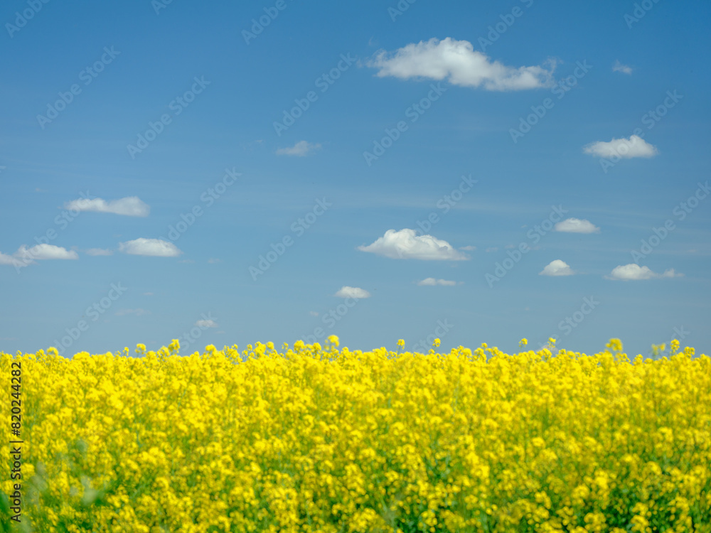view to yellow flowers of blooming rapeseed under blue sky 