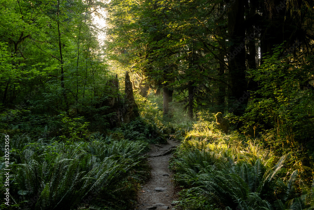 Obraz premium Shaft Of Light Breaks Through Dark Forest Canopy