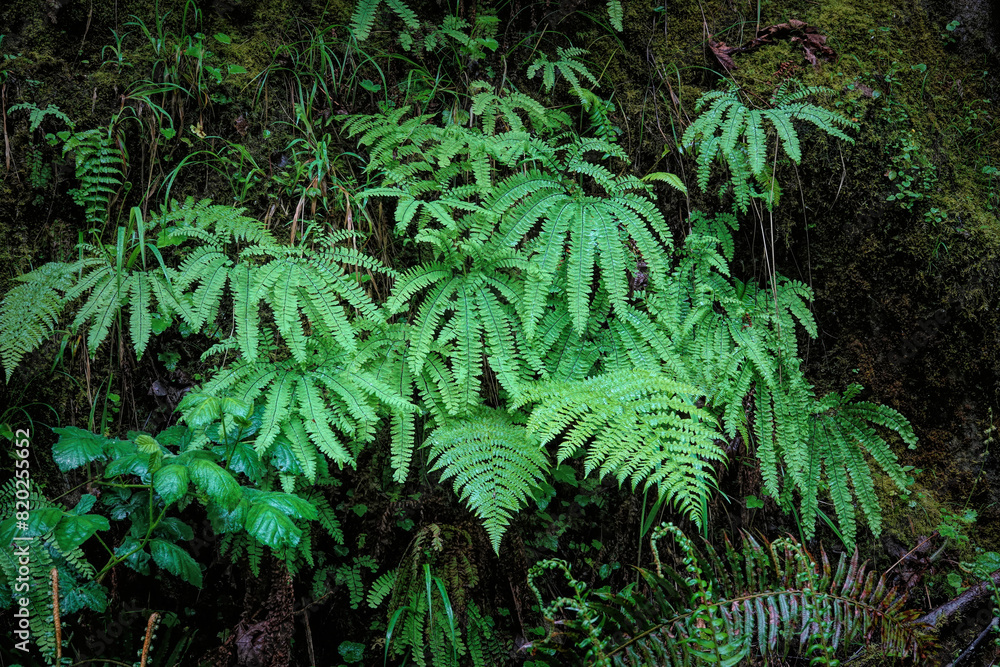 Moist scenery of the Pacific Westcoast with a rich aggregation of various green ferns and mosses in Oregon, USA Moist scenery of the Pacific Westcoast with a rich aggregation of various green ferns and mosses in Oregon, USA