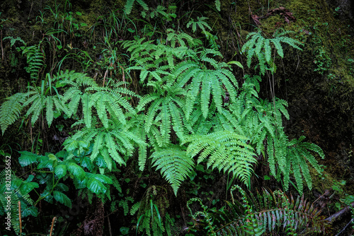 Moist scenery of the Pacific Westcoast with a rich aggregation of various green ferns and mosses in Oregon  USA