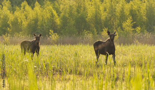 Two Elk or Moose (Alces alces) bulls standing in the reeds at sunrise in summer.	
