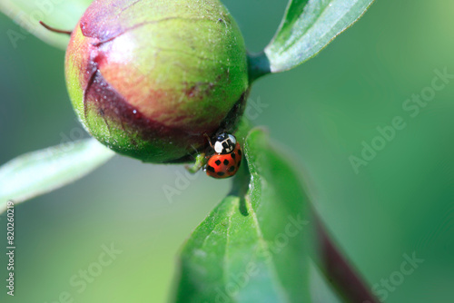 Red ladybug sitting on flower
