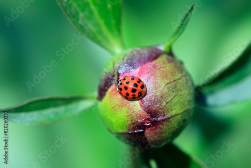 Red ladybug sitting on flower