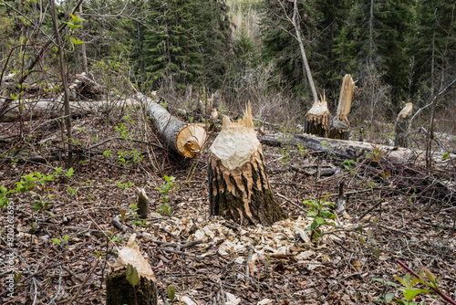 Beaver tree damage in natural area park near Whitemud creek, Edmonton, Canada photo