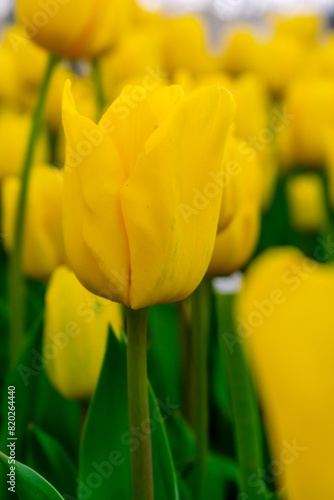 Background from many yellow tulips. Floral background from a carpet of yellow tulips.