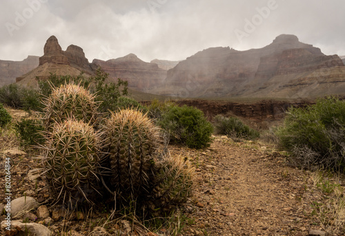 Small Group of Cactus With Magnificent Views Of Grand Canyon © kellyvandellen