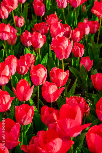 Background of many bright pink tulips. Floral background from a carpet of bright pink tulips.
