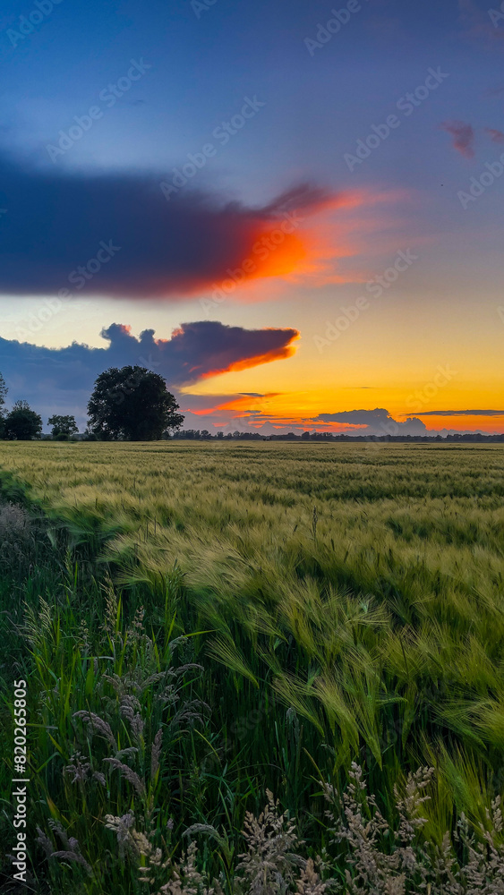 Fototapeta premium sunset over the field