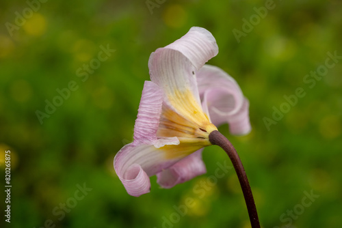 Strangly Pink Petals Curl On Avalanche Lily © kellyvandellen