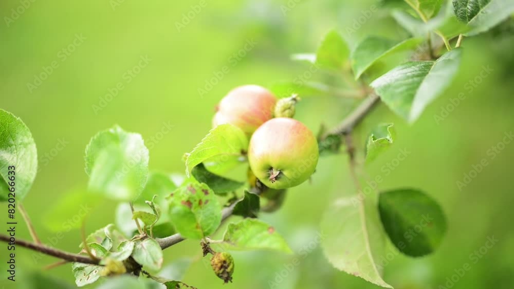 Green unripe apples are growing on a branch in the Summer Garden. Green unripe apples are growing on a branch in the Summer Garden.