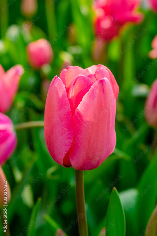 Background of many bright pink tulips. Floral background from a carpet of bright pink tulips. Background of many bright pink tulips. Floral background from a carpet of bright pink tulips.