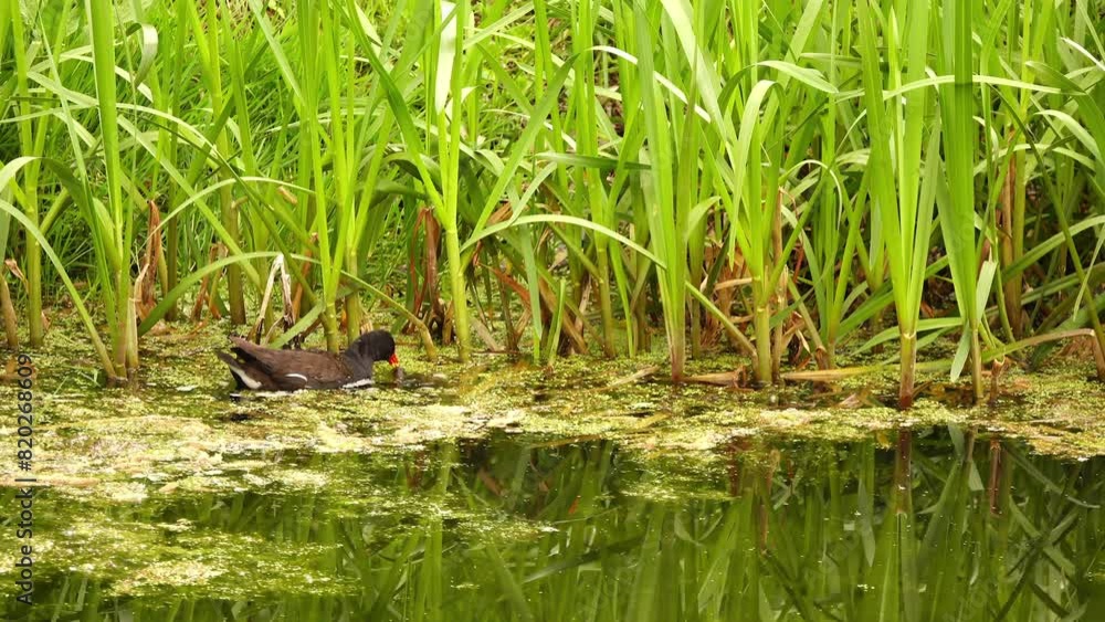 Common moorhen (Gallinula chloropus), waterhen or swamp chicken, is bird species in rail family (Rallidae). It is distributed across many parts of Old World. Common moorhen (Gallinula chloropus), waterhen or swamp chicken, is bird species in rail family (Rallidae). It is distributed across many parts of Old World.