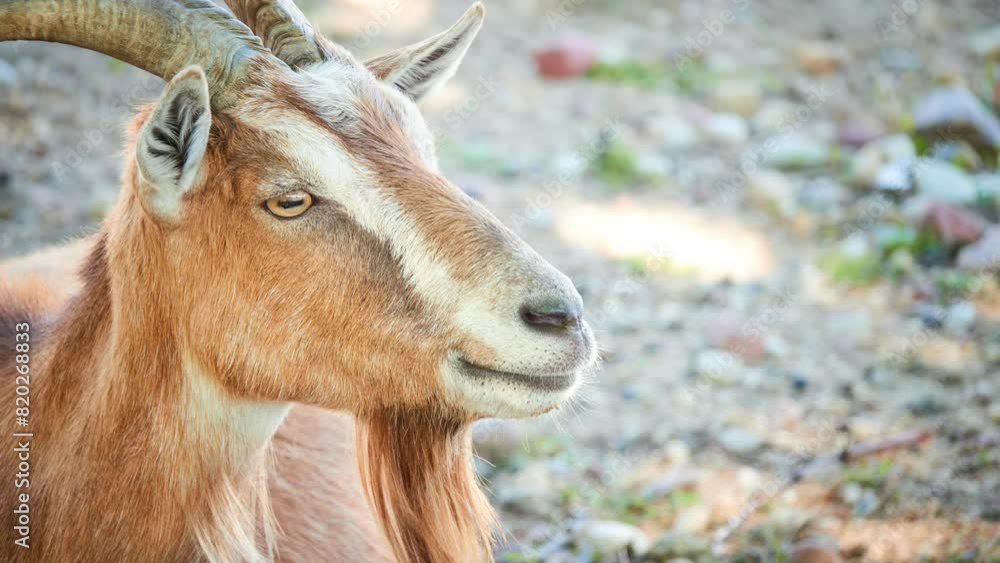 Adult horned brown goat close -up on sunny summer day. Adult horned brown goat close -up on sunny summer day.