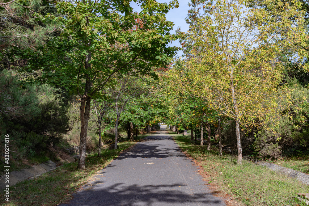 Path or road in Atatürk Arboretum, a beautiful view among the greenery