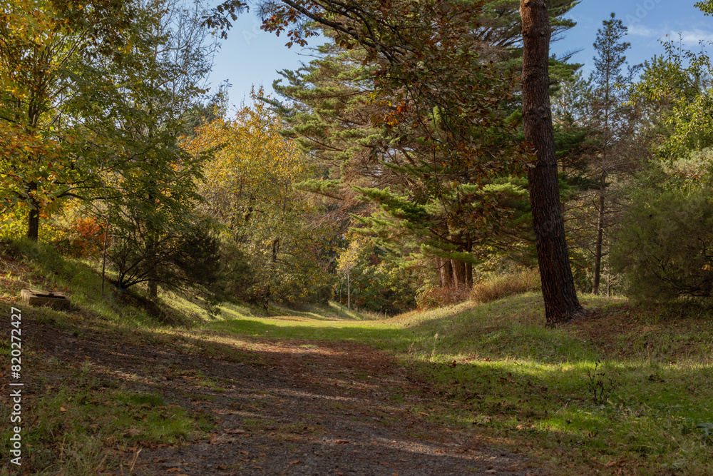 Fototapeta premium Path or road in Atatürk Arboretum, a beautiful view among the greenery