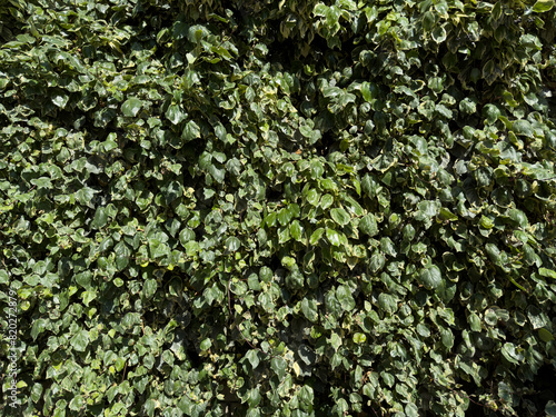 Ivy Wall Background