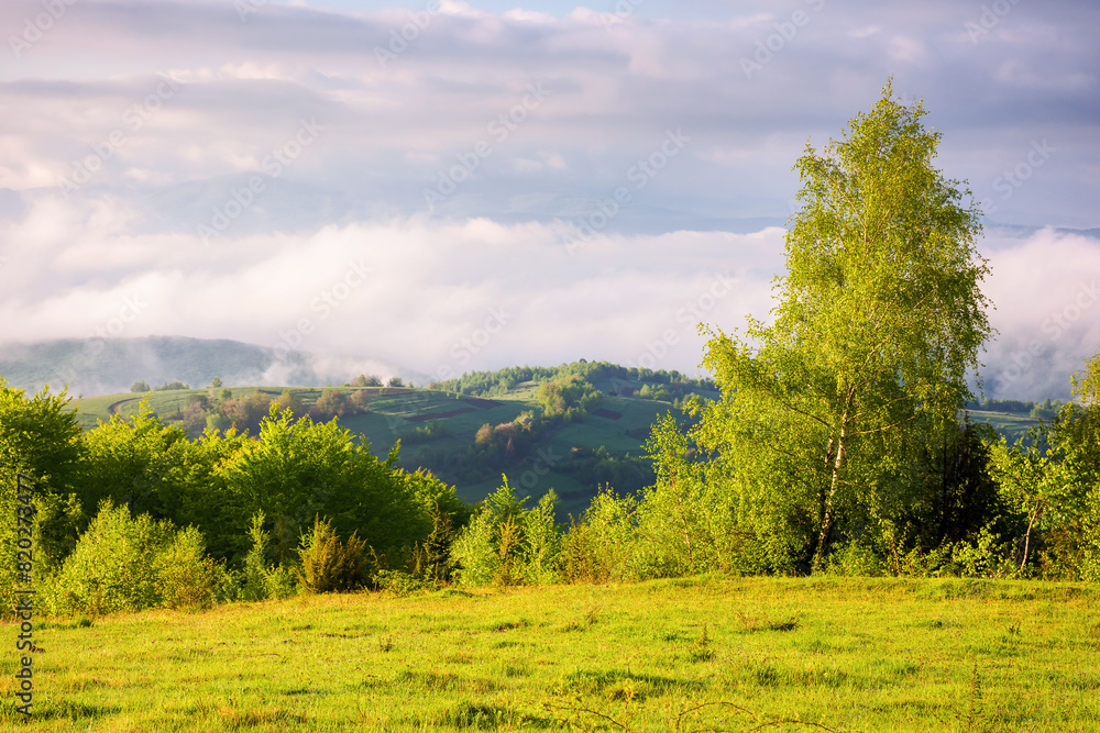 Obraz premium trees on a meadow down the hill to rural valley in foggy carpathian mountains of ukraine. countryside scenery in morning light