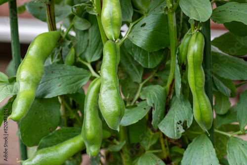 Obraz na płótnie Growing pod of broad bean (Vicia faba) before harvest w salonie