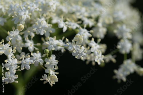 Slika na platnu Close-up of small white elderflowers
