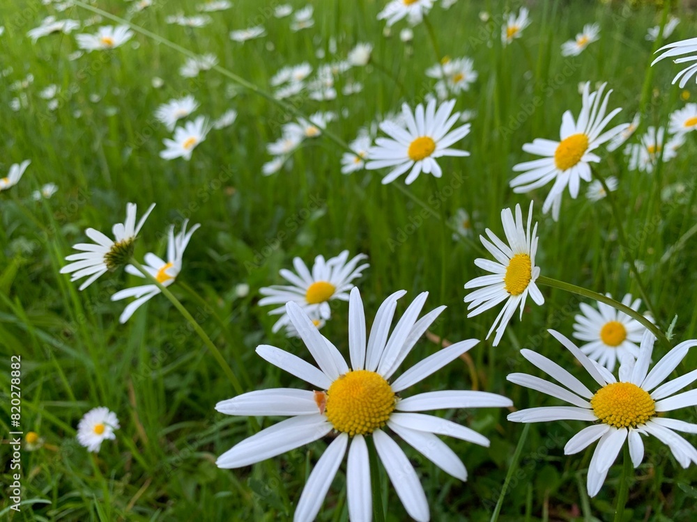 Fototapeta premium daisies in a field