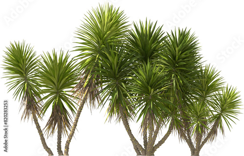 yucca palm tropical plants hq arch viz cutout tree