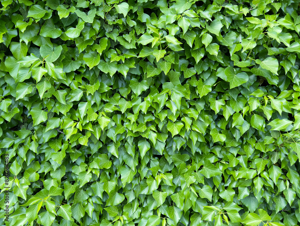 Obraz premium green leaves background, wall leaves texture 