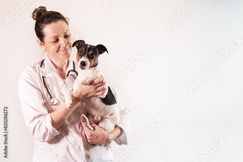 dog breed Jack Russell Terrier in the arms of a veterinarian on a white background. A small dog at the reception at the veterinarian in a veterinary clinic. Pet and animal health concept. banner. copy