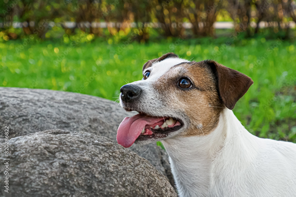 Jack Russell Terrier. Dog. Portrait of a smiling funny dog. Pets. Jack Russell Terrier. Dog. Portrait of a smiling funny dog. Pets.