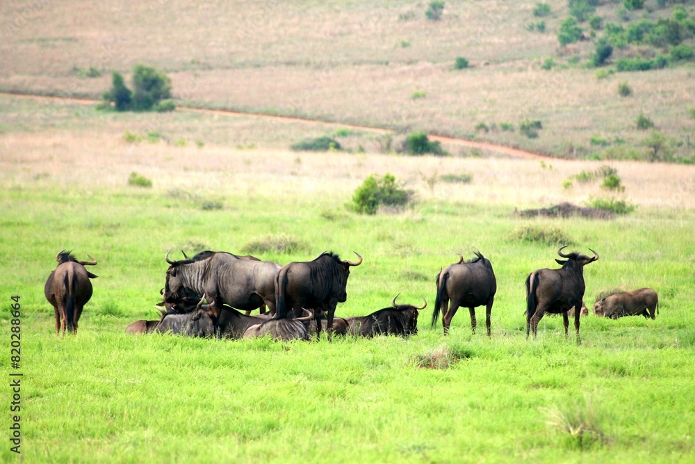 Herd of Blue Wildebeest grazing in green grass Herd of Blue Wildebeest grazing in green grass