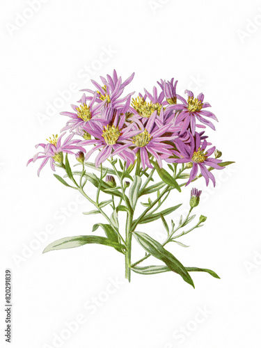 Blooming Flowers of Michailmas Daisy