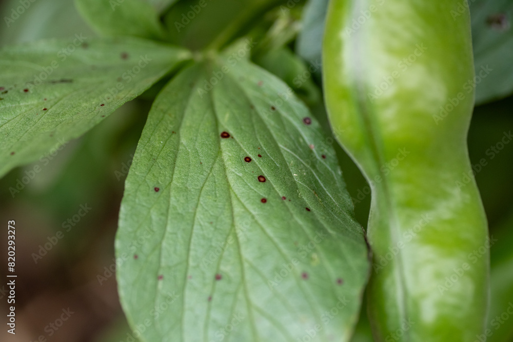 Symptoms of chocolate spot on leaf of broad bean (Vicia faba) by Botrytis fabae