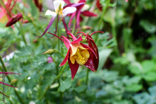 Aquilegia Close up Columbine Flowers with dew drops on green grass and other flowers.  Yellow-red columbine.