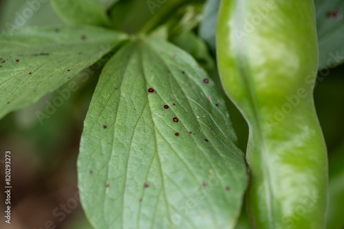 Obraz na płótnie Symptoms of chocolate spot on leaf of broad bean (Vicia faba) by Botrytis fabae w salonie