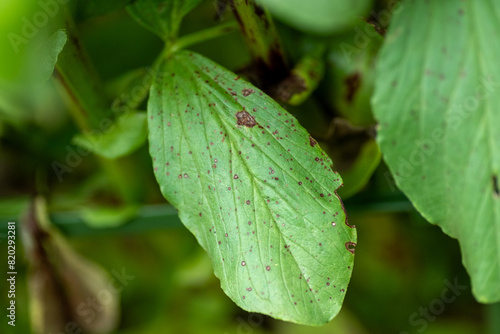 Obraz na płótnie Symptoms of chocolate spot on leaf of broad bean (Vicia faba) by Botrytis fabae w salonie