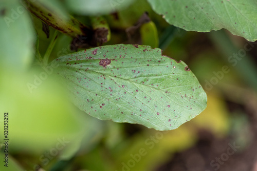 Symptoms of chocolate spot on leaf of broad bean (Vicia faba) by Botrytis fabae