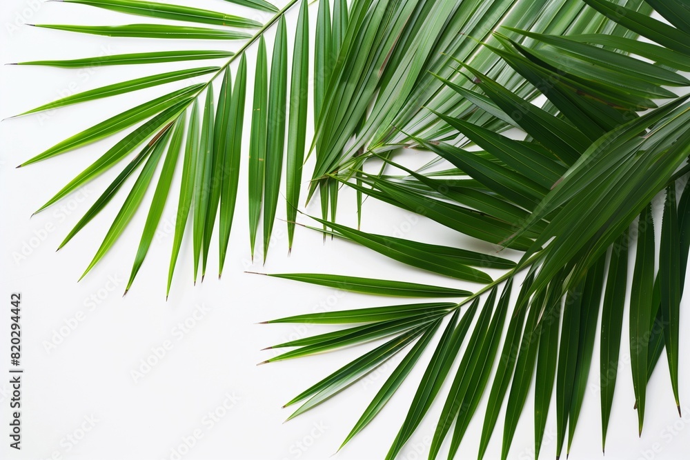 Fototapeta premium palm tree branch