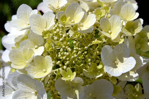 Hydrangea paniculata, or panicled hydrangea white flowers. Closeup, macro natural background