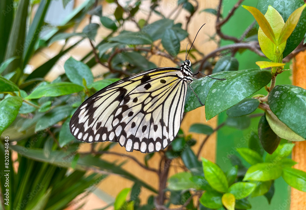 Fototapeta premium Large tree nymph or paper kite butterfly sitting on flowers in a zoo in Greece