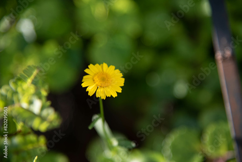 Flora flowers from Brazilian forests photo